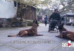 狗狗直播技巧教学大全,狗狗直播技巧教学大全视频