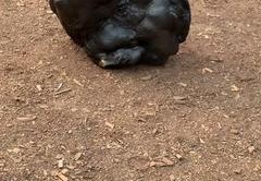 陨石直播技巧,陨石录像