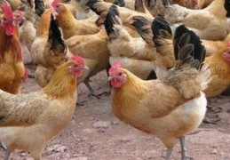 蛋鸡养殖如何拍视频上热门-养蛋鸡视频大全视频农户