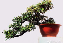 盆景制作技巧直播,盆景制作技巧直播课