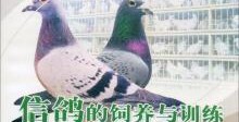 喂鸽子怎么拍摄视频教程