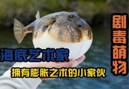 河豚直播技巧和男生,河豚直播怎么了?