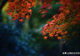 秋天主题短视频拍摄与教学，一年级语文秋天的影像教学