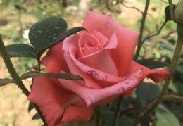 直播月季拍照技巧,直播月季拍照技巧图片