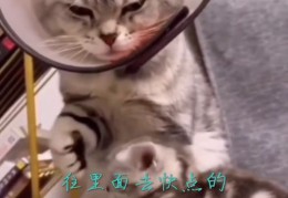 搞笑视频秘籍，如何让你的短视频集轻松上热门？