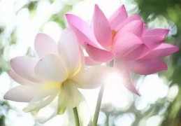 百花齐放剪映拍摄教程怎么做 VS 一个拍摄的视频教程怎么做