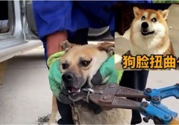 狗头攻略秘籍，玩转热门，轻松登顶！
