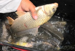 鲤鱼直播技巧文案大全,鲤鱼直播技巧文案大全短句