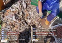 海边直播技巧教程,我要看海边直播