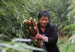 竹笋直播销售技巧视频,竹笋销路