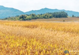 农田直播技巧视频,适合农业的直播平台