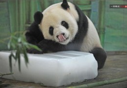 熊猫直播如何上热门