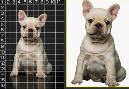 斗牛犬的热门秘诀与养护技巧