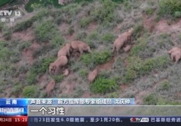 大象直播技巧英语,播放大象的英语世界