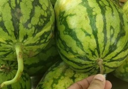 卖西瓜直播秘籍与实战技巧，如何成功销售西瓜？