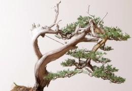 花卉盆景直播技巧与话术艺术