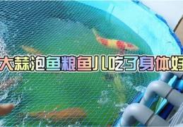 农村养鱼方法与技巧直播分享