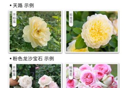 月季直播技巧,怎样杆播月季花