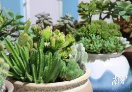 盆景直播销售技巧,盆景销售话术
