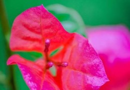 提升神马搜索自然排名[提升神马搜索引擎关键词排名助手]