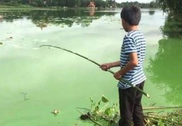 钓黑鱼技巧直播,钓黑鱼教程视频高清