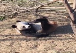 熊猫直播小技巧,熊猫直播小技巧大全