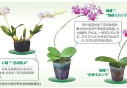 花卉知识技巧直播,花卉知识技巧直播讲解