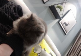 宠物如何轻松上热门，秘诀大揭秘！