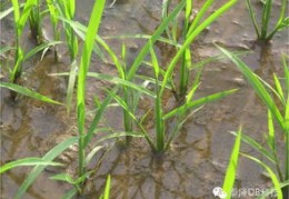 水稻直播除草技巧,水稻除草剂用什么药