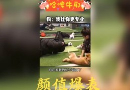 如何上热门配音搞笑视频,怎么配音搞笑