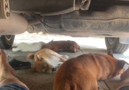 狗狗拍摄秘籍，轻松登上热门榜单！