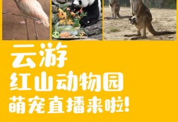 动物直播技巧详解，专业软件助力直播互动新体验