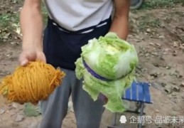 白菜直播技巧视频大全,白菜怎么点播