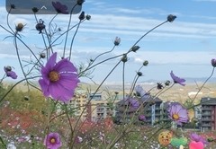 花海直播技巧组合,花海直播有风险吗
