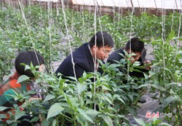 户外直播小麦技巧,户外直播小麦技巧和方法