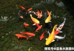 观赏锦鲤直播卖货技巧,锦鲤直播选鱼