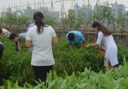 农场直播种菜技巧,直播农场代种