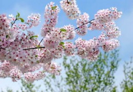 樱花直播技巧英语学习,樱花直播现在怎么了