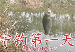 每天直播钓鱼技巧,网络直播钓鱼效益怎么样