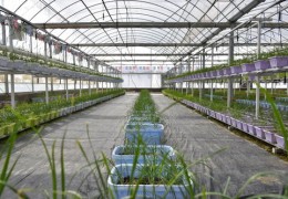 短视频拍摄教学种菜,农村种菜视频技术