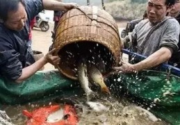 游戏直播间捉鱼技巧,直播抽水抓鱼