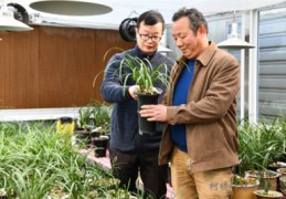 直播卖兰草的技巧和方法,直播卖兰草的技巧和方法视频