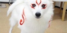 拍摄特效小狗教程怎么做
