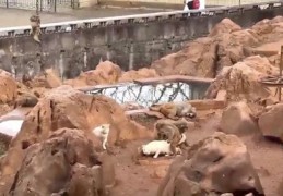 猴子直播技巧视频,猴子主播