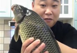 鲤鱼直播技巧视频素材,游戏视频鲤鱼直播