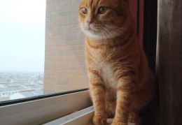 如何拥有橘猫并上热门？
