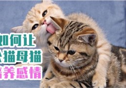 直播猫咪技巧是什么,直播间怎么养猫